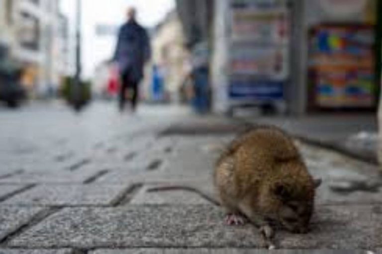 KAPIDŽIĆ NIKAD OŠTRIJI: Izbor građana ne smiju biti pacovi i žohari…