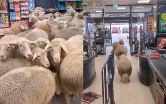 I TO SMO DOČEKALI: Ovce u supermarketu, snimljeno sve